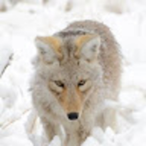 random_coyote